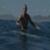 Mick-Fanning-in-the-water-at-Fiji