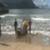 Kauai-Shark-Attack