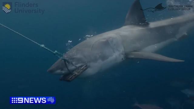 9-News-Australia-Bite-resistant-Wet-Suits-put-to-the-test-against-Great-White-Shark-9-News-Australia-jbAEobWmM34-853x480-0m50s
