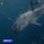 9-News-Australia-Bite-resistant-Wet-Suits-put-to-the-test-against-Great-White-Shark-9-News-Australia-jbAEobWmM34-853x480-0m50s
