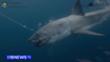 9-News-Australia-Bite-resistant-Wet-Suits-put-to-the-test-against-Great-White-Shark-9-News-Australia-jbAEobWmM34-853x480-0m50s