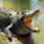 crocodile