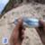 garfish