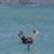 Kai-Lenny-Hydrofoil-Bodyboard