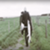 2309f9cf410a63f45ad551812adbed2c