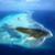 ccHudhuranfushi-aerial-shot