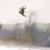 Yago-Dora_J-BAY25_MOR_25J-Bay_09369_AlanvanGysen_Alan-van-Gysen