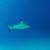 Black-Tip-Shark
