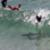 shark-clse-encounter-Byron