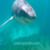 Great-White-Shark