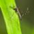 Mosquito