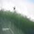 Wipeout