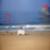 Shark-Huntington-Beach